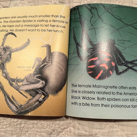 Spiders - Picture 5 of 11